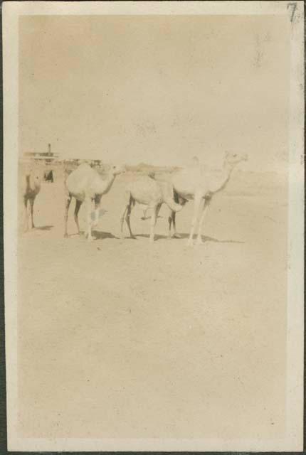 South of Khartoum, camels being watered with a view of the "Fateh," a Sudan government steamer, in the distance