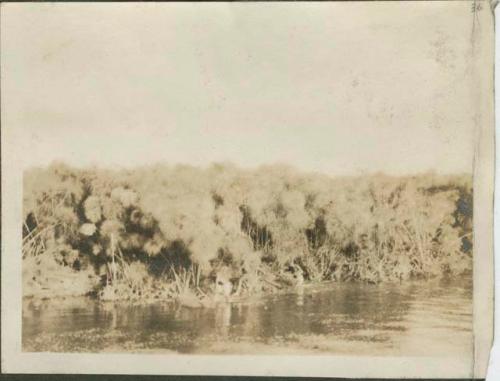 Papyrus swamp in the main channel of the Nile River, south of Malakal