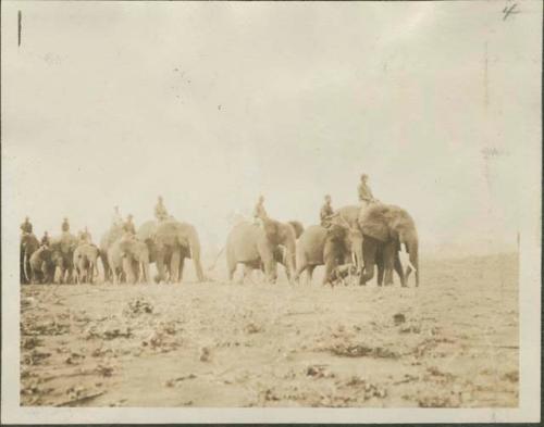 Line of people riding elephants on elephant farm, Gangara