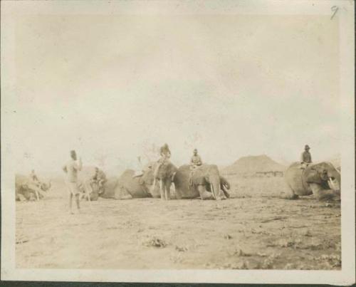 Line of people riding elephants, presumably being trained, on elephant farm, Gangara