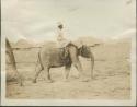 Man riding young elephant on elephant farm, Gangara