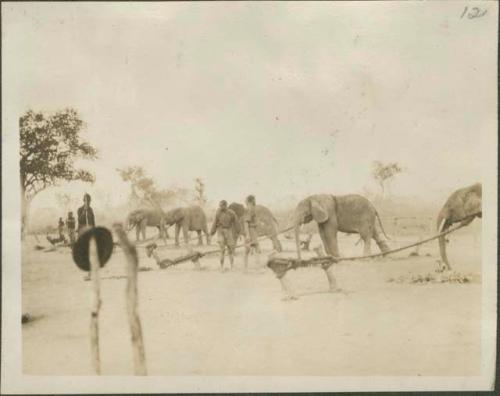 Elephants tied with ropes on elephant farm, Gangara