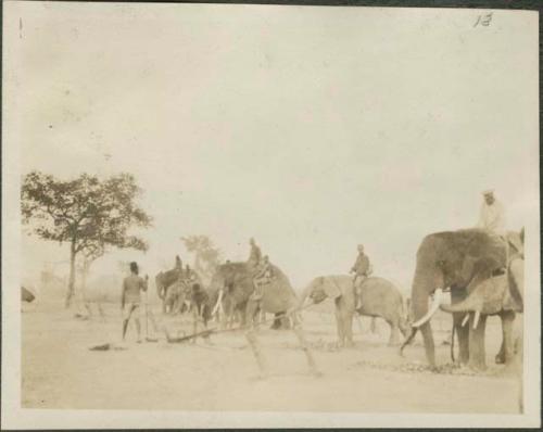 Elephants tied with ropes on elephant farm, Gangara