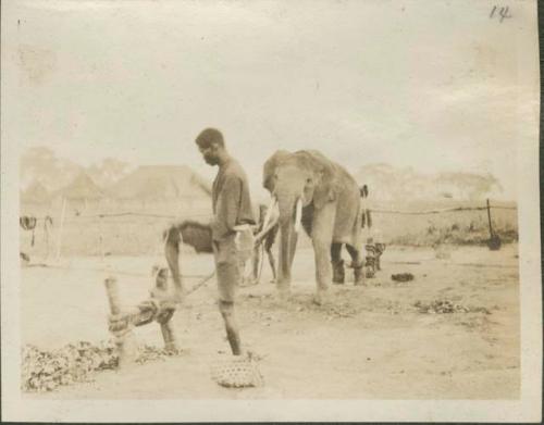 Elephant tied with ropes on elephant farm, Gangara