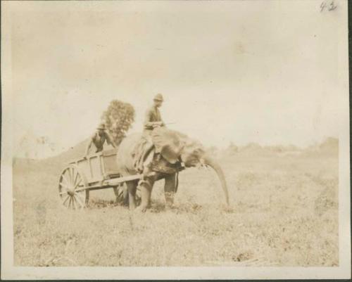 Elephant pulling a cart