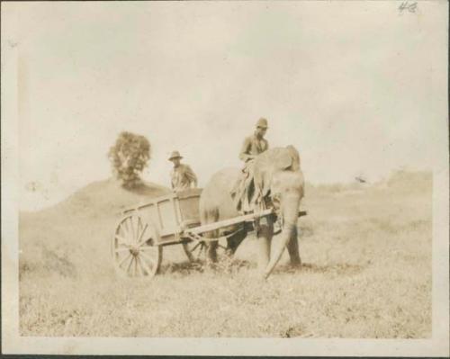 Elephant pulling a cart