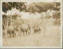 Line of people riding elephants