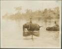 People riding elephants in the river