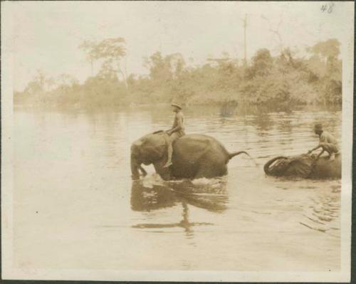 People riding elephants in the river