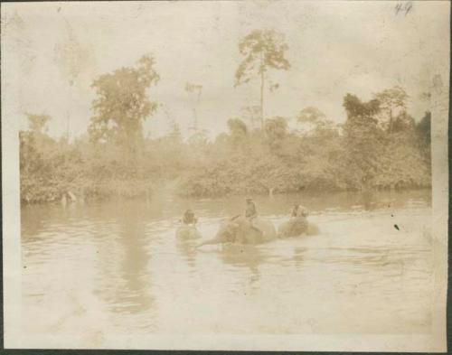 People riding elephants in the river