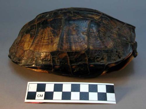 Turtle shell musical instrument