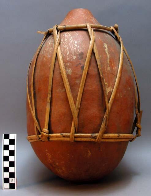 Gourd for carrying water and other liquids