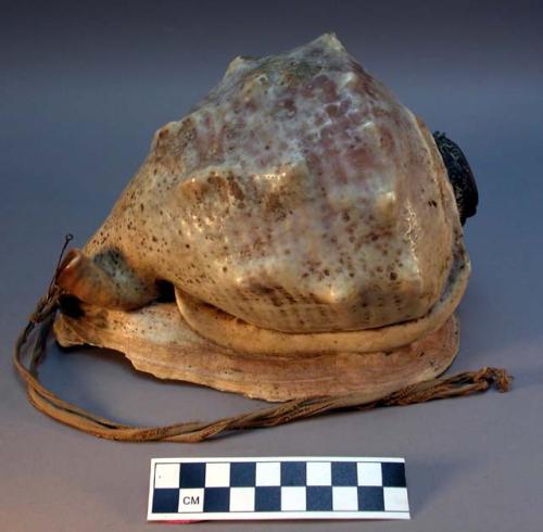 Shell instrument (conch)