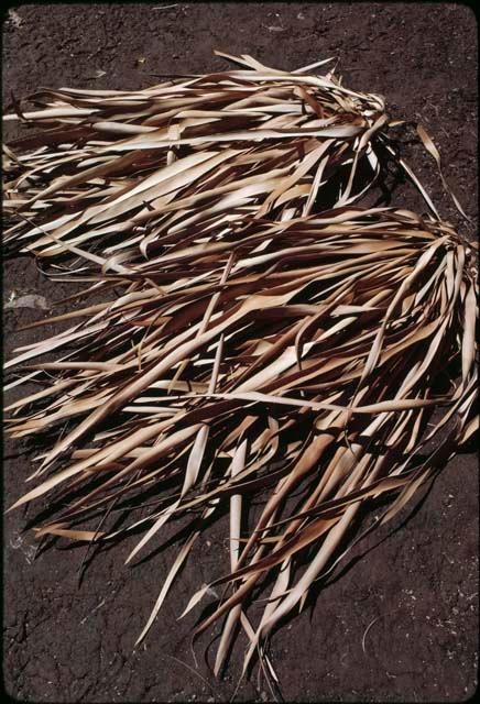 Lontar drying in the sun for basket weaving