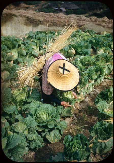 Woman tending vegetables