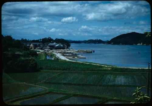 Rice fields and shoreline