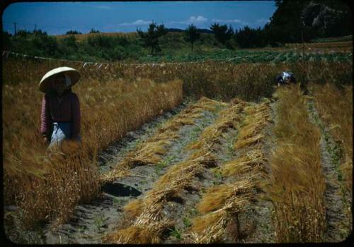 Harvesting barley