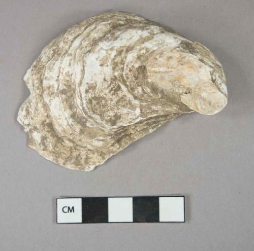 Organic, shell, bivalve, oyster, refitted fragments