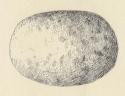 Possible rasping-pecking stone. ovoid, egg-shaped cobble. surfaces exhibit some