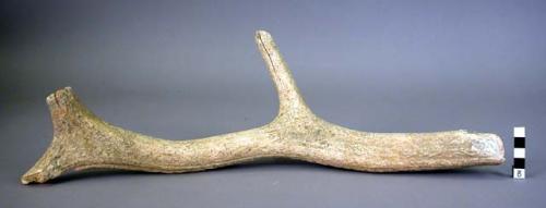 Utilized section of antler - 52 cm. long