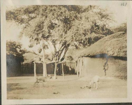 Goats in front of huts