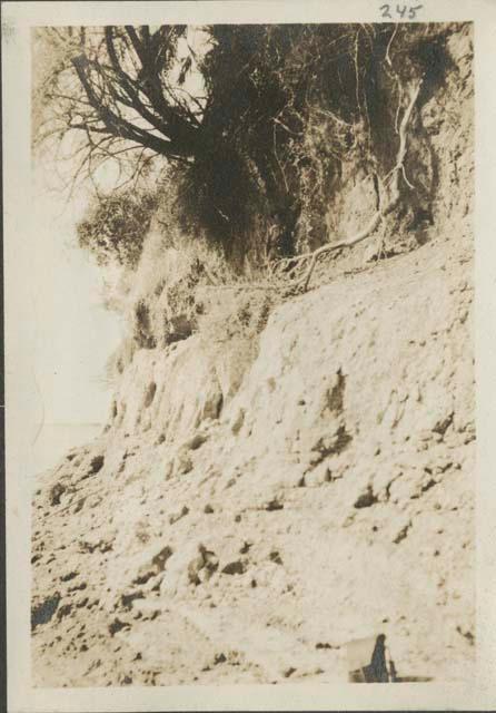 Ledge in bluff from which pot was collected