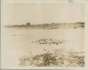 Cattle being watered in the Chari River