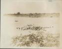 Cattle being watered in the Chari River