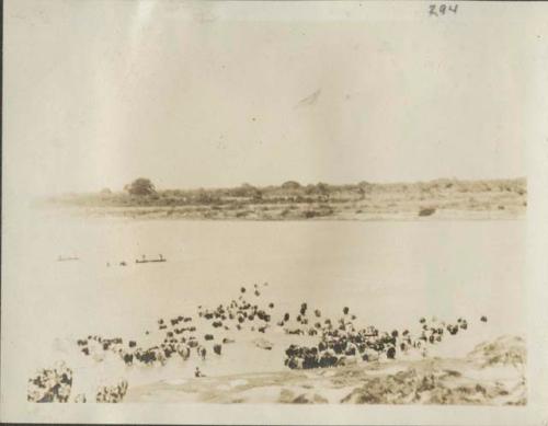 Cattle being watered in the Chari River