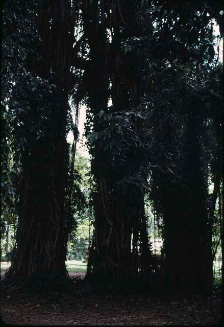 Banyan tree