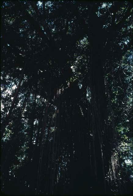 Banyan tree