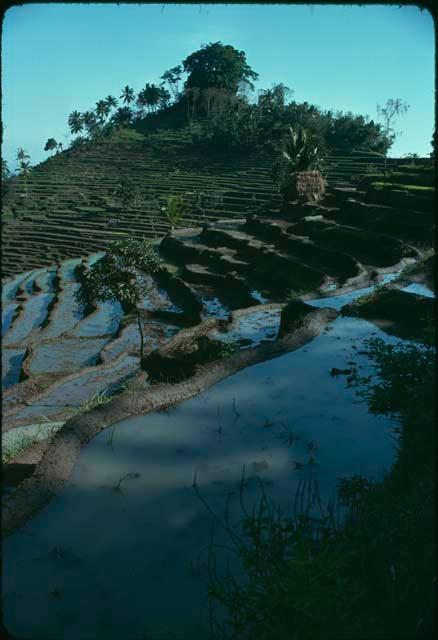 Terraced rice paddies