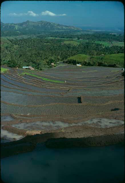 Terraced rice paddies