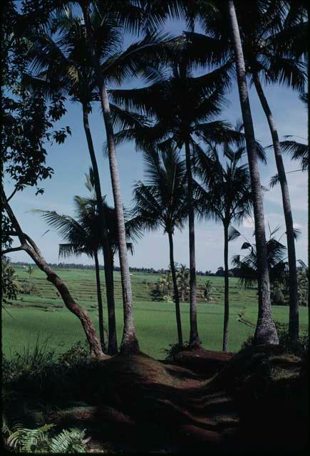 Palm trees and a field