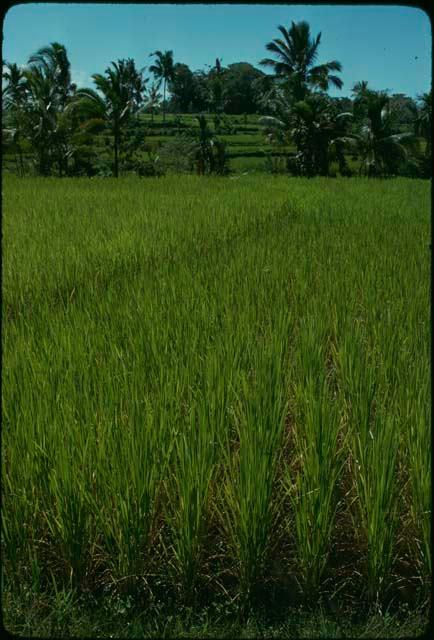 Rice paddies with palm trees