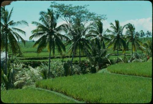 Rice paddies with palm trees