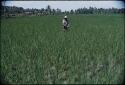 Person in a rice paddy