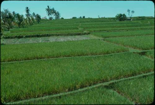 Rice paddies