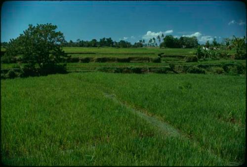 Rice paddies