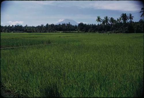 Rice paddies