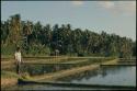 Person and flooded rice paddies