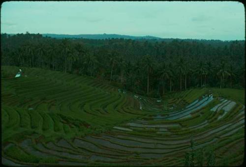 Terraced rice paddies