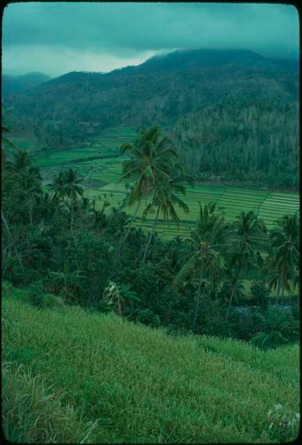 Mountains and palm trees above rice paddies