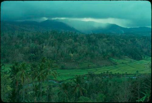 Mountains and palm trees above rice paddies