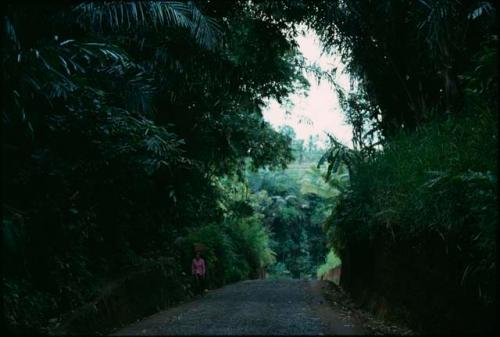 Road through thick forest