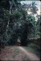 Road cutting through thick forest