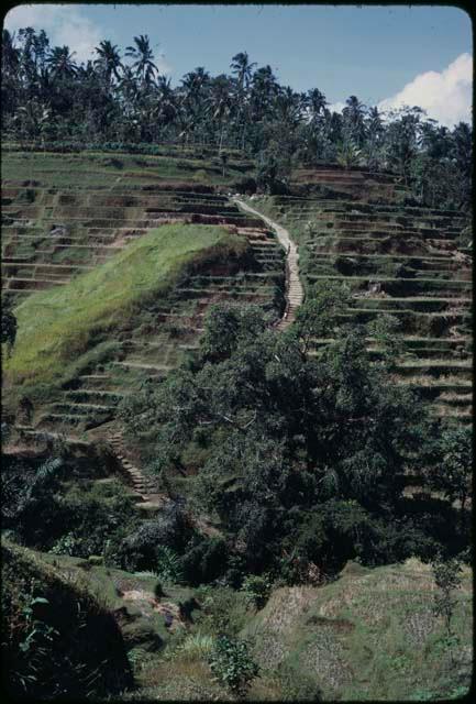 Terraced rice paddies