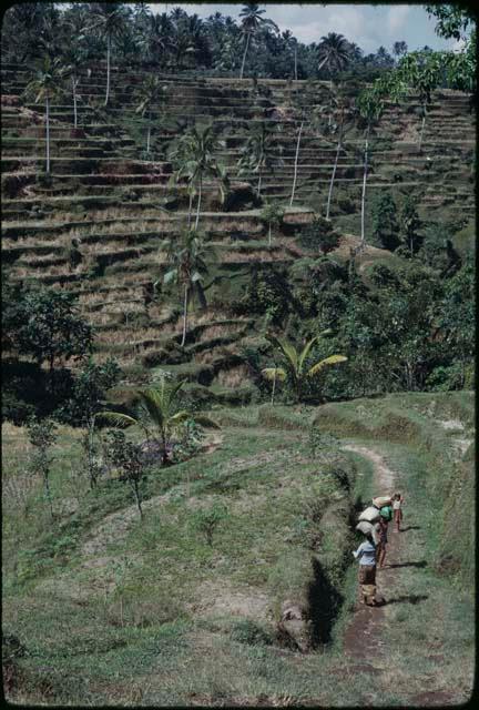 Terraced rice paddies