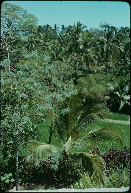 Rice paddies and palm trees