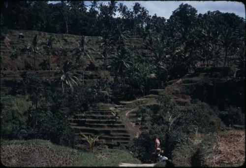 Terraced rice paddies